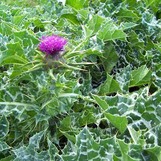 Where Can I Get Milk Thistle Milk Thistle – Energenetics Old World Farm