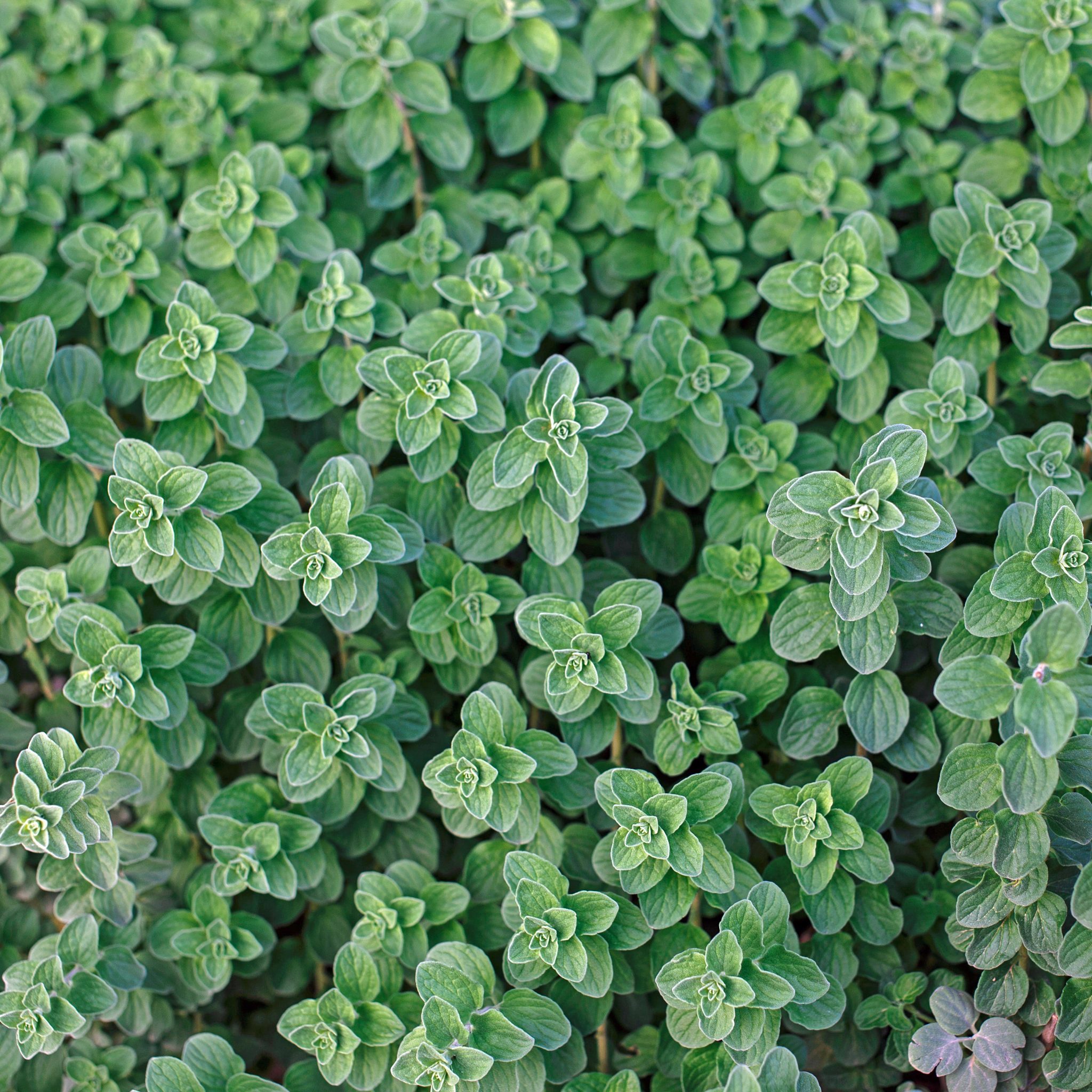 Greek Oregano