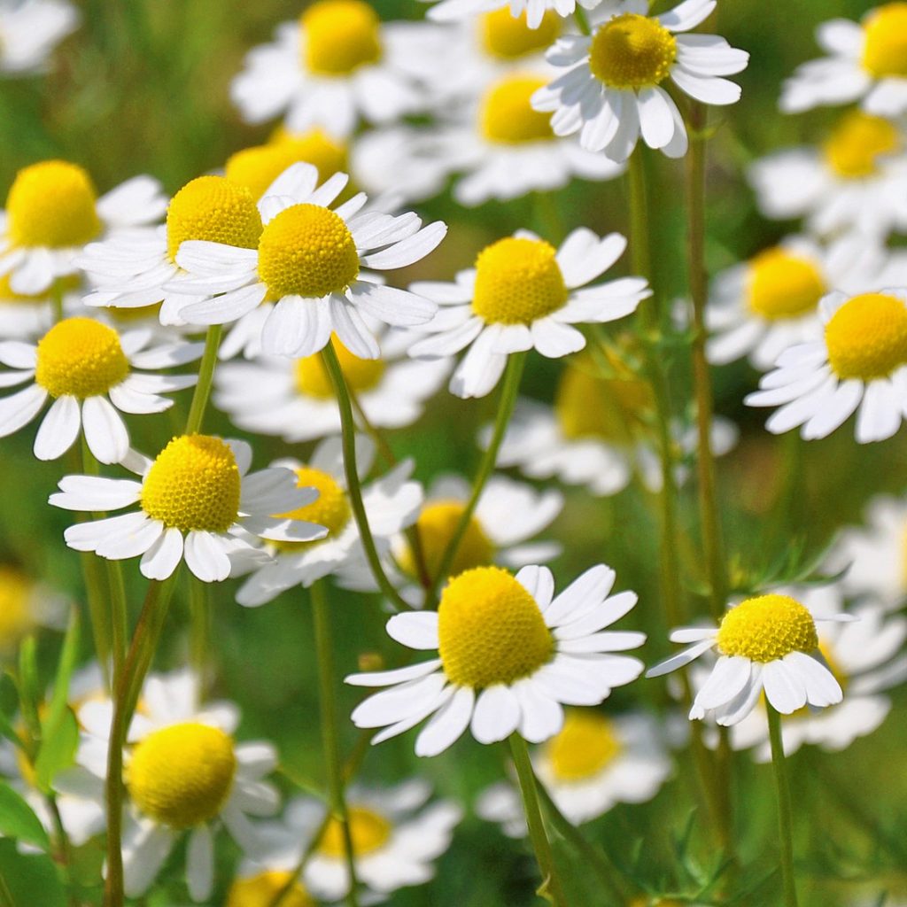 German Chamomile Select – Energenetics